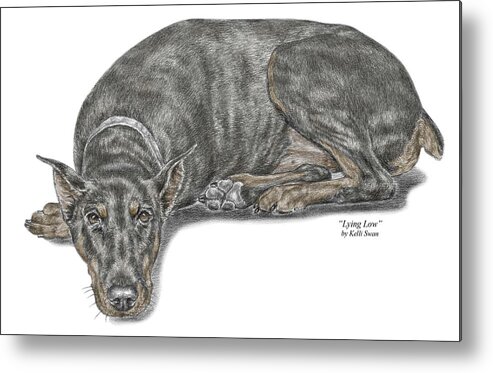 Doberman Metal Print featuring the drawing Lying Low - Doberman Pinscher Dog Print color tinted by Kelli Swan