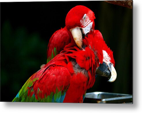 Macaw Metal Print featuring the photograph Macaws by Paul Ge