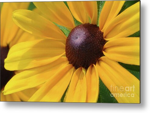 Black Eyed Susan Metal Print featuring the photograph Black Eyed Susan by Mark Valentine