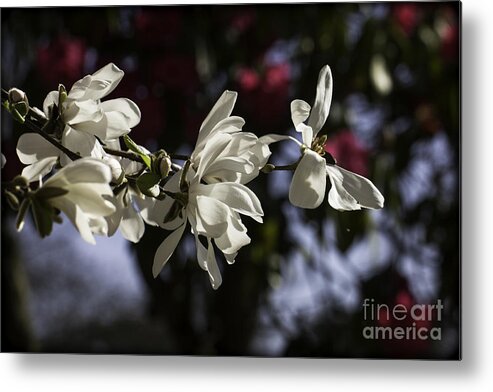 Clare Bambers Metal Print featuring the photograph Magnolia Blossoms. by Clare Bambers
