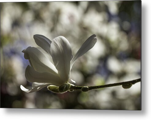 Clare Bambers Metal Print featuring the photograph Magnolia x loebneri Merrill. by Clare Bambers