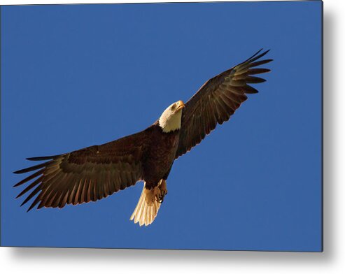 Bald Eagle Metal Print featuring the photograph Majestic Bald Eagle by Beth Sargent