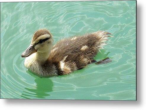 Duckling Metal Print featuring the photograph Mallard duckling by Life Makes Art