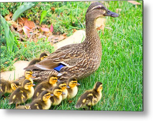 Duck Metal Print featuring the photograph Mama's Babies by Barbara Dean