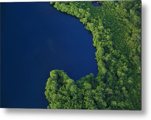 Mp Metal Print featuring the photograph Mangrove Rhizophoraceae Stand, Bocas by Christian Ziegler