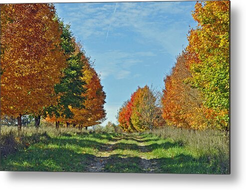 Autumn Metal Print featuring the photograph Maple Tree Lane by Rodney Campbell