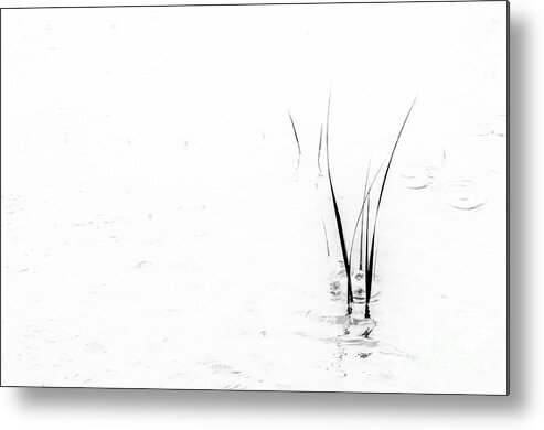 Marsh Grass Metal Print featuring the photograph Marsh Grass by David Waldrop