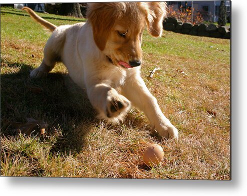 Golden Metal Print featuring the photograph Maya and Her Egg by Dale J Martin