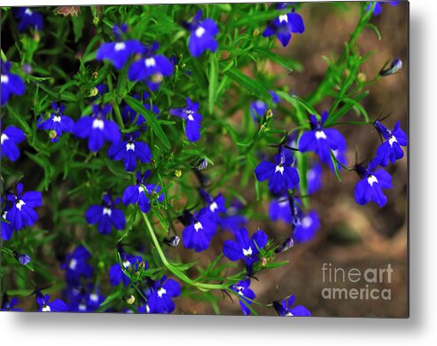 Photography Metal Print featuring the photograph Midnight Blue by Kaye Menner