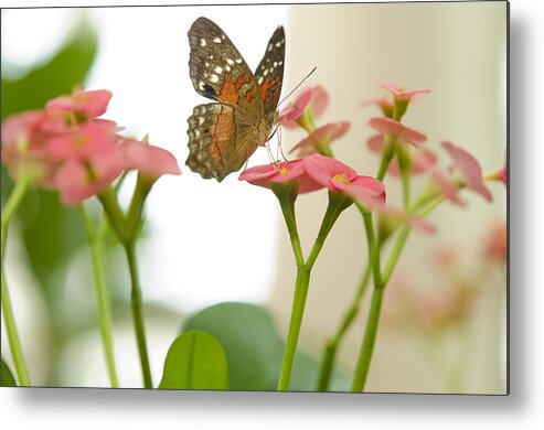 Butterfly Metal Print featuring the photograph Milkweed Butterfly by Mary Jane Armstrong
