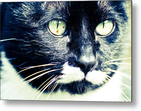 Black & White Cats Metal Print featuring the photograph Minnie by Ronda Broatch