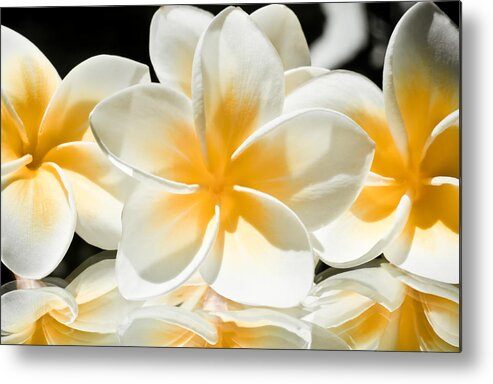 Artistic Metal Print featuring the photograph Mirrored Plumerias by Joe Carini - Printscapes