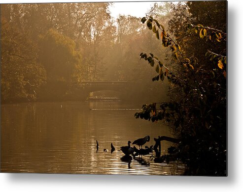Sunlight Metal Print featuring the photograph Misty Lake by Dawn OConnor