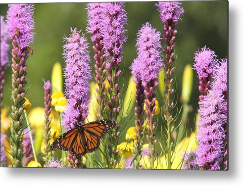 Nature Metal Print featuring the photograph Monarch Bouquet by Duane Cross