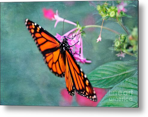 Monarch Butterfly Metal Print featuring the photograph Monarch Butterfly by Betty LaRue