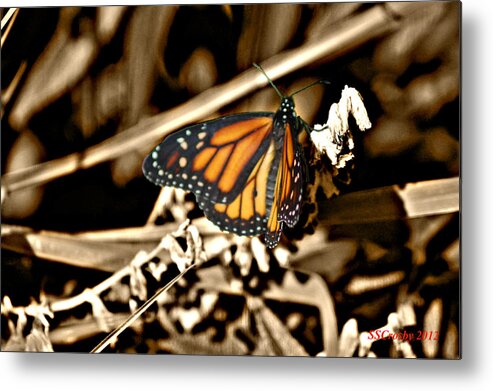 Monarch Butterfly Metal Print featuring the photograph Monarch in Sepia by Susan Stevens Crosby