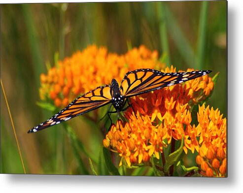 Hovind Michigan Nature Natural Macro butterfly Weed Daisy Daisies Flower Floral Wildflower Orange Wildflowers michigan Wildflowerbutterfly Animal Insect Monarch monarch Butterfly Metal Print featuring the photograph Monarch on Butterfly Weed by Scott Hovind