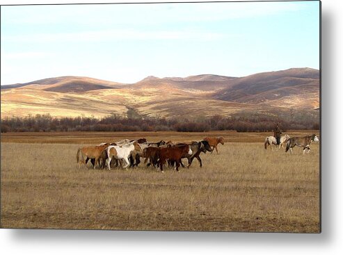 Mongolia Metal Print featuring the photograph Mongolian Horses by Diane Height