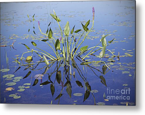 Lily Metal Print featuring the photograph Morning reflection by Eunice Gibb