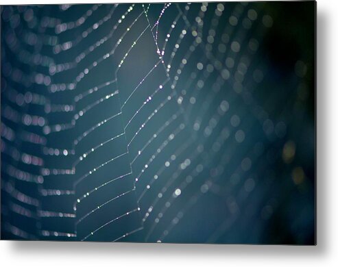 Morning Metal Print featuring the photograph Morning Web by Catherine Murton