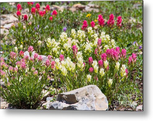 Big Sky Country Metal Print featuring the photograph Mother Nature's Master Garden by Katie LaSalle-Lowery