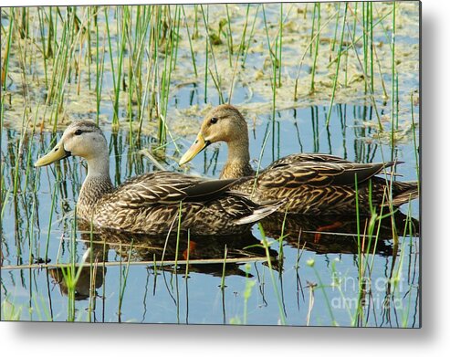 Mottled Duck Metal Print featuring the photograph Mottled Duck Pair by Lynda Dawson-Youngclaus