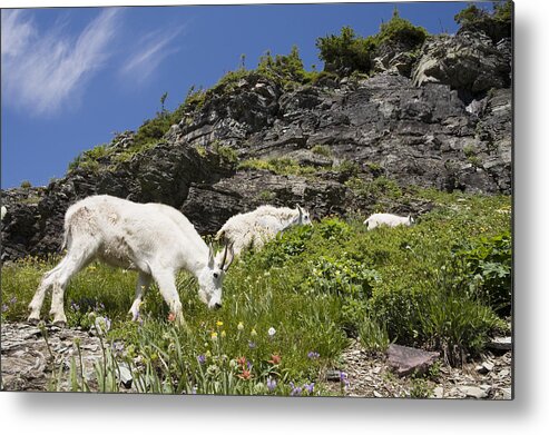 00439319 Metal Print featuring the photograph Mountain Goat Ewes And Kid Grazing by Sebastian Kennerknecht