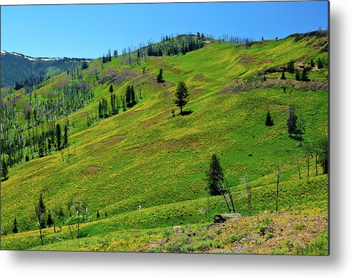 Yellowstone National Park Metal Print featuring the photograph Mountain Meadow by Greg Norrell