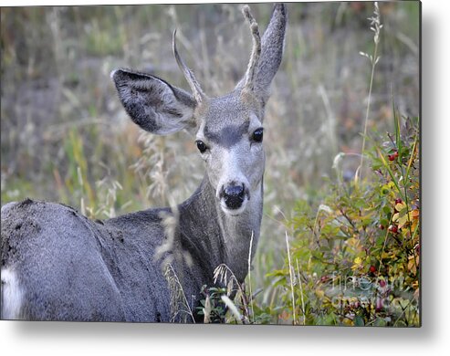 Deer Metal Print featuring the photograph Mule Deer on Fall River by Nava Thompson