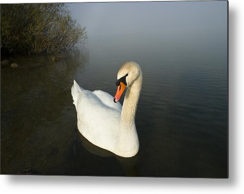 Mp Metal Print featuring the photograph Mute Swan Cygnus Olor On Lake, Bavaria by Konrad Wothe