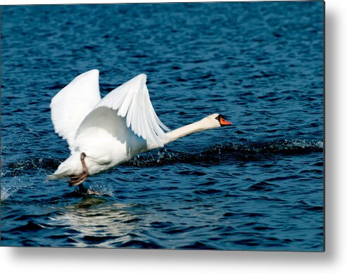 Mute Swan Take Off Metal Print featuring the photograph Mute Swan gaining Momentum by Randall Branham