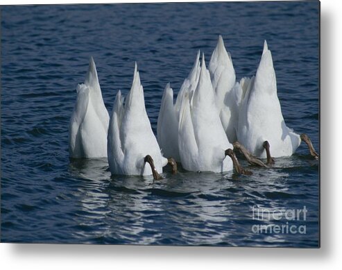 Nature Metal Print featuring the photograph Mute Swan by Jack R Brock