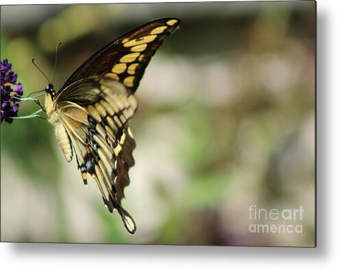 Butterfly Metal Print featuring the photograph My Favourite Bush by Margaret Hamilton