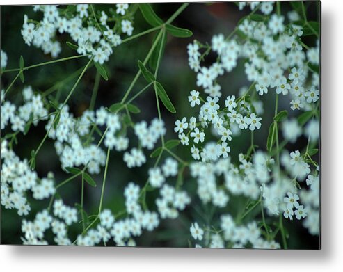 Usa Metal Print featuring the photograph Nature Lace by LeeAnn McLaneGoetz McLaneGoetzStudioLLCcom