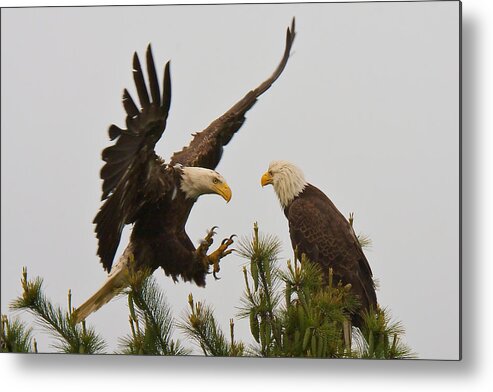 Bald Eagle Metal Print featuring the photograph Not Now by Dale J Martin