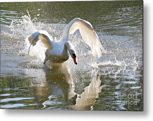 Not So Happy Swan Print Metal Print featuring the photograph Not So Happy Swan by Lila Fisher-Wenzel