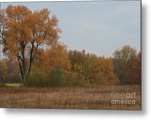 Fall Landscapes Metal Print featuring the photograph Oak in the Fall I by Christina A Pacillo