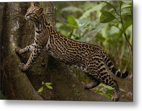 Mp Metal Print featuring the photograph Ocelot Leopardus Pardalis Climbing by Pete Oxford