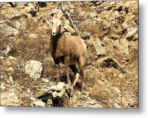 Big Horn Sheep Metal Print featuring the photograph Oh Really? by Adam Jewell