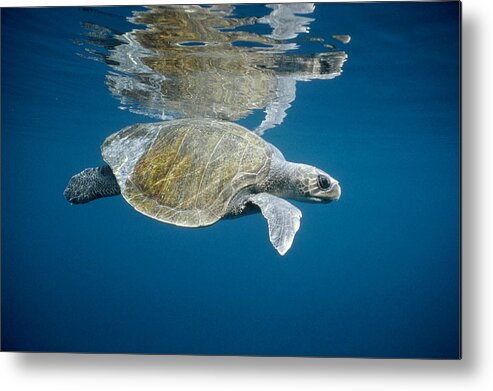 Mp Metal Print featuring the photograph Olive Ridley Sea Turtle Lepidochelys by Tui De Roy