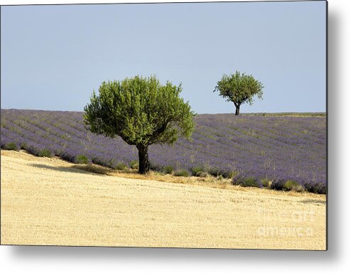  Tourism Trade Metal Print featuring the photograph Olives tree in Provence by Bernard Jaubert