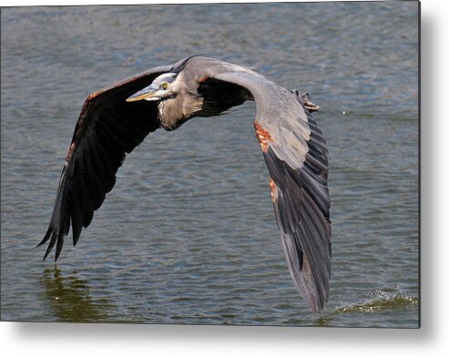 Great Blue Heron Metal Print featuring the photograph On The Deck by Craig Leaper