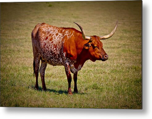 Afternoon Metal Print featuring the photograph One Lone Longhorn by Doug Long