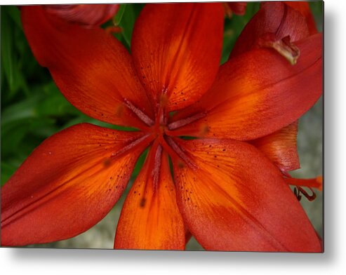Lily Metal Print featuring the painting Orange Beauty by Dolores Deal