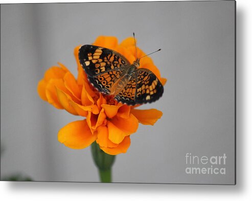 Orange Metal Print featuring the photograph Orange Butterfly 2 by Sheri Simmons