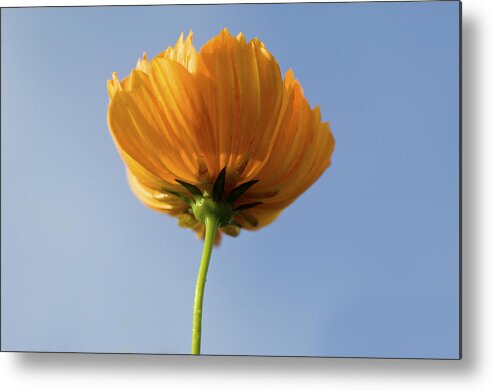 Cosmos Metal Print featuring the photograph Orange Cosmos Too by Rich Franco