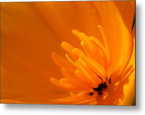 Flower Metal Print featuring the photograph Orange Poppy by Marie Jamieson