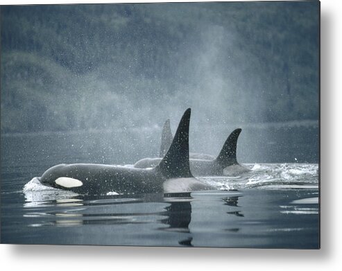 00079561 Metal Print featuring the photograph Orca Pod Surfacing by Flip Nicklin