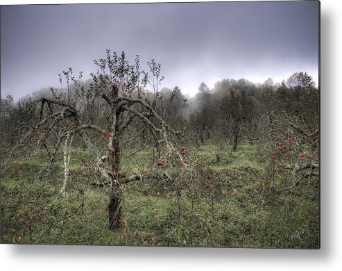 Blue Ridge Metal Print featuring the photograph Orchard at Altapass by T Cairns