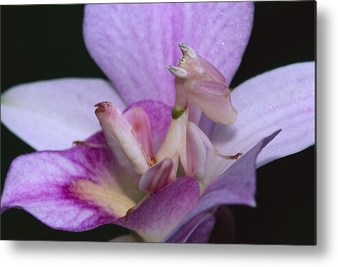00785436 Metal Print featuring the photograph Orchid Mantis in the Pink by Thomas Marent